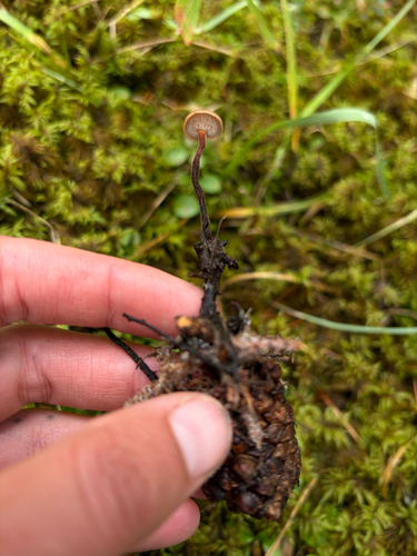 Earpick Fungus