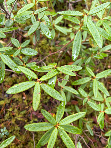 Bog Labrador Tea