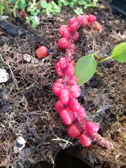Anthurium gracile