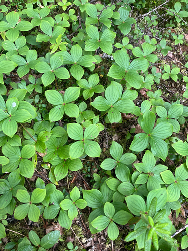 Canadian bunchberry