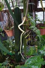Anthurium wendlingeri