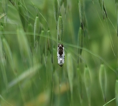 Ponometia erastrioides