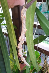 Anthurium pallidiflorum
