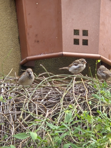 House Sparrow