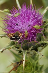 Heliothodes diminutiva