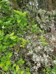 Crataegus castlegarensis
