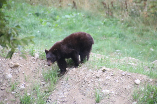 Black Bear sighting near Whistler