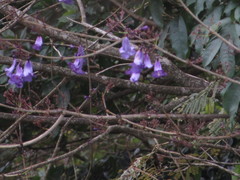 Jacaranda obtusifolia