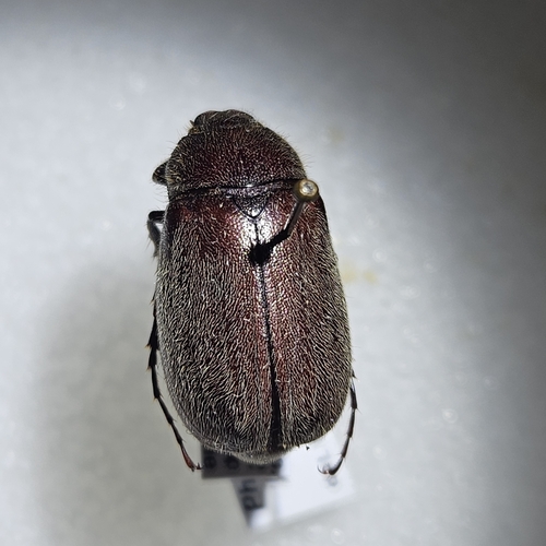 Phyllophaga hirtiventris