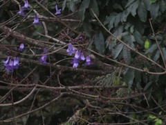 Jacaranda obtusifolia