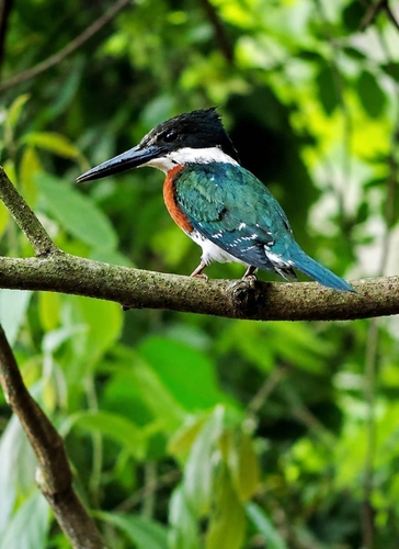 Green Kingfisher