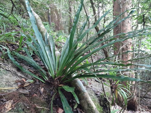 Asplenium simplicifrons observed 2026-09-03