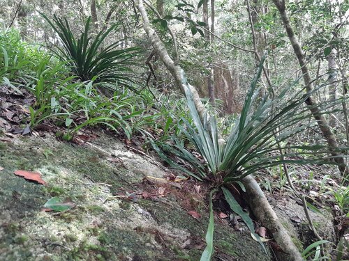 Asplenium simplicifrons, photograph 1