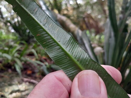 Asplenium simplicifrons, photograph 2