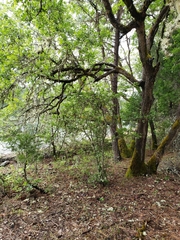 Crataegus castlegarensis