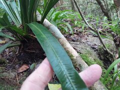Asplenium simplicifrons, photograph (c) Steve Fitzgerald, some rights reserved (CC BY-SA)