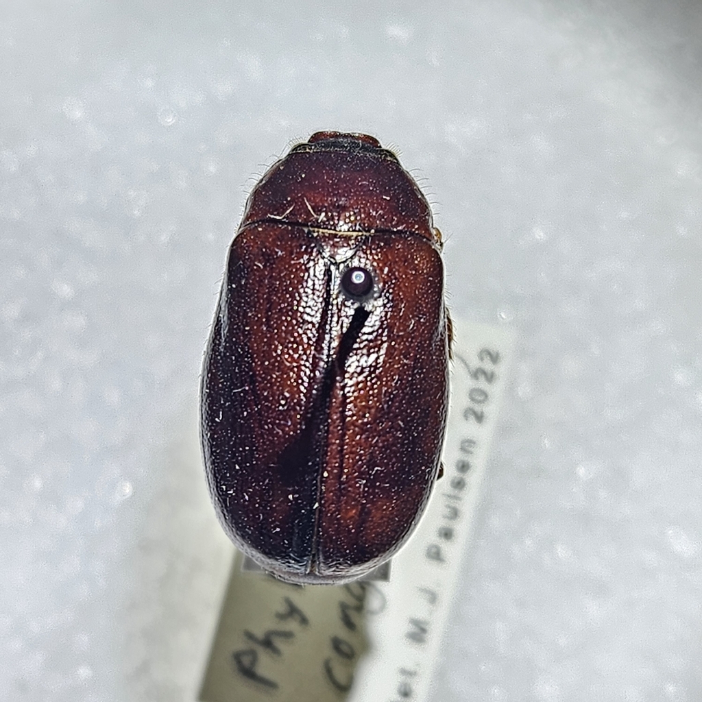 Phyllophaga congrua