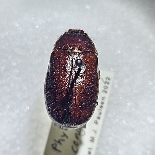 Phyllophaga congrua