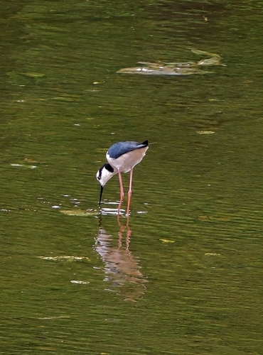 White-backed Stilt