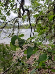 Crataegus castlegarensis
