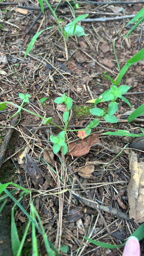 scarlet pimpernel