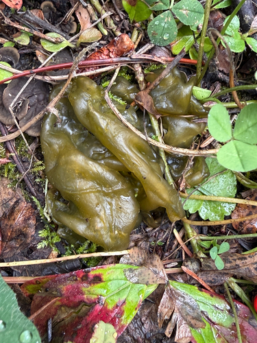 Star Jelly