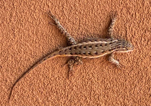 Plateau Fence Lizard
