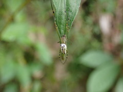 Leucauge blanda