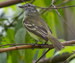 Myiopagis gaimardii trinitatis