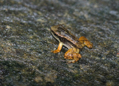 Mannophryne trinitatis