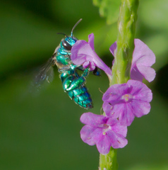 Exaerete
