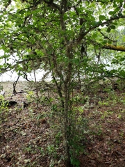 Crataegus castlegarensis