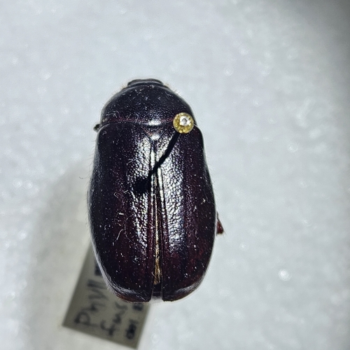 Northern June Beetle