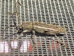 Elaphidion mucronatum