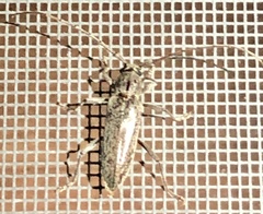 Elaphidion mucronatum