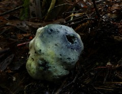 Rossbeevera pachydermis