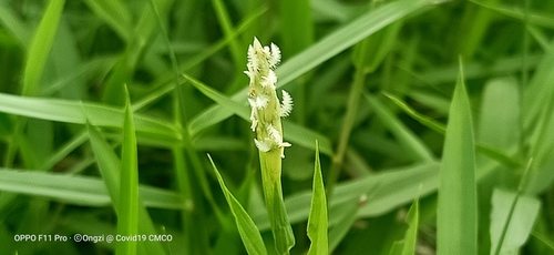 Image of Ischaemum muticum by (c) Ong Jyh Seng, some rights reserved (CC BY-SA)