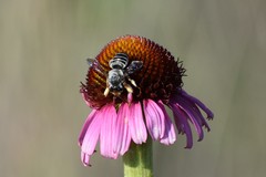 Echinacea atrorubens