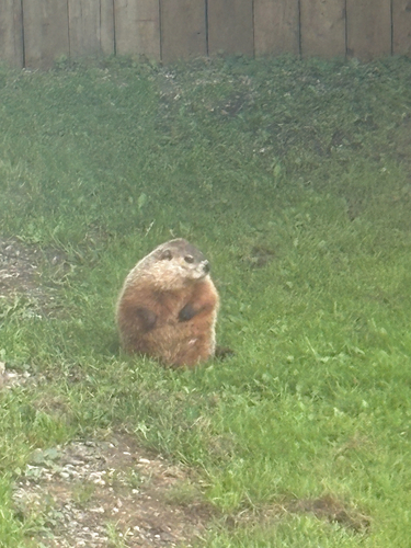 Groundhog