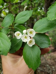 Crataegus castlegarensis