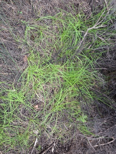 Isolepis prolifera observed 2026-09-05