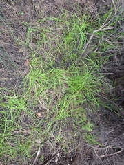 Isolepis prolifera, photograph (c) Andy McKay, some rights reserved (CC BY)