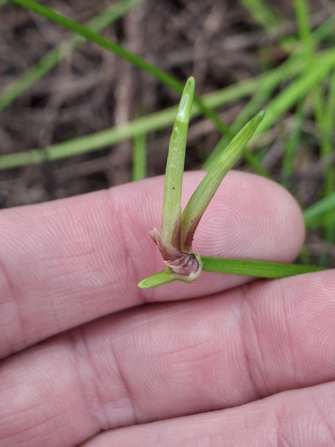 Isolepis prolifera, photograph 4