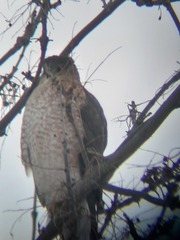 Accipiter cooperii
