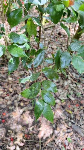 Myrcia splendens