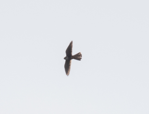 Aplomado Falcon