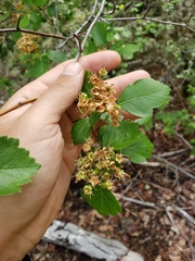 Crataegus castlegarensis