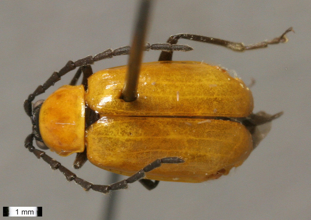 Androlyperus fulvus
