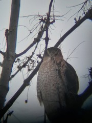 Accipiter cooperii