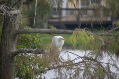 Ardea alba